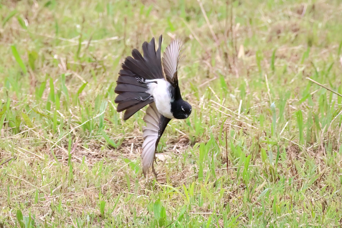 Willie-wagtail - ML611718972