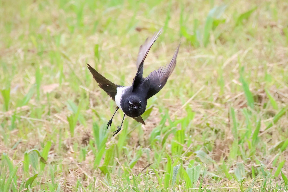 Willie-wagtail - ML611718973