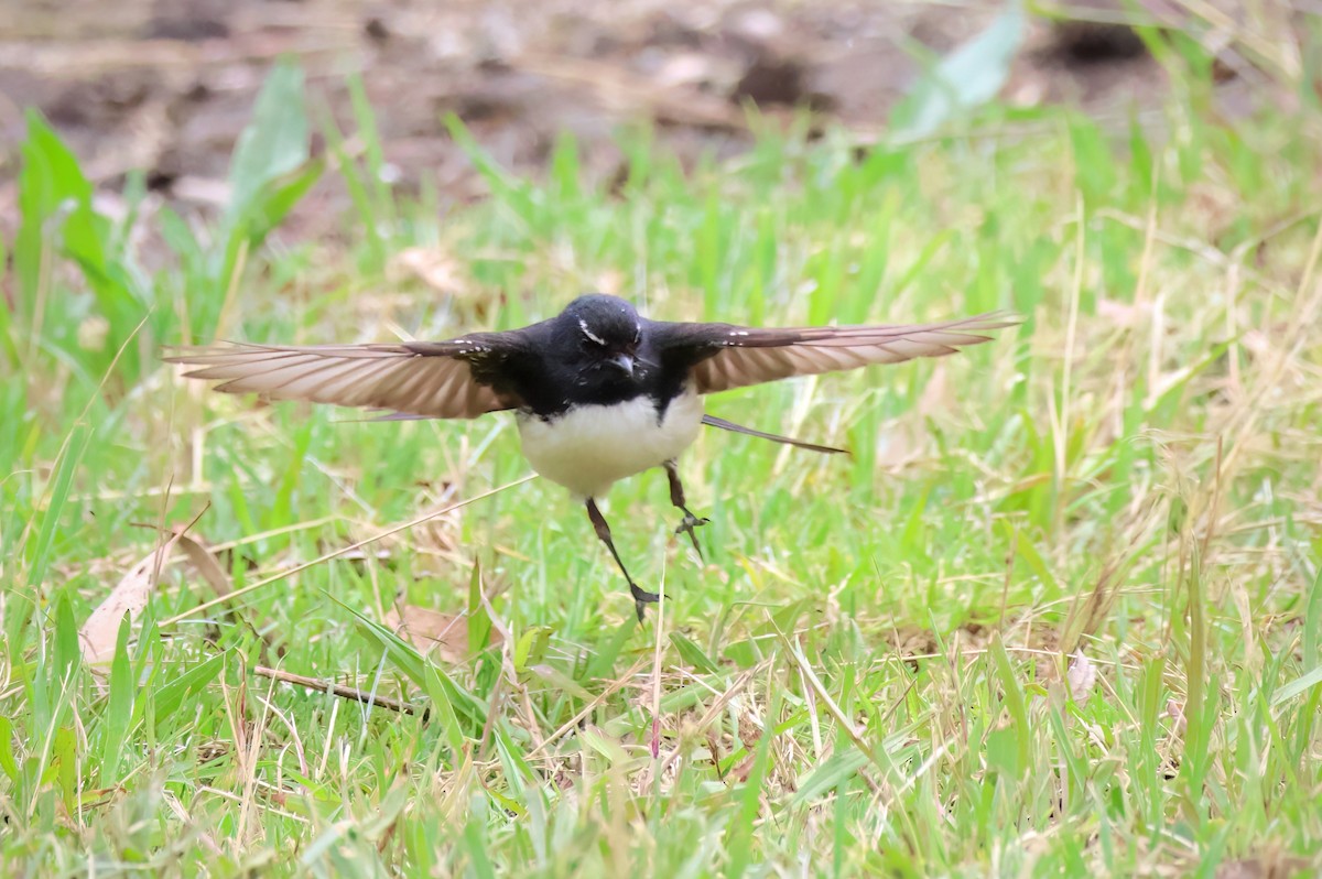 Willie-wagtail - ML611718977