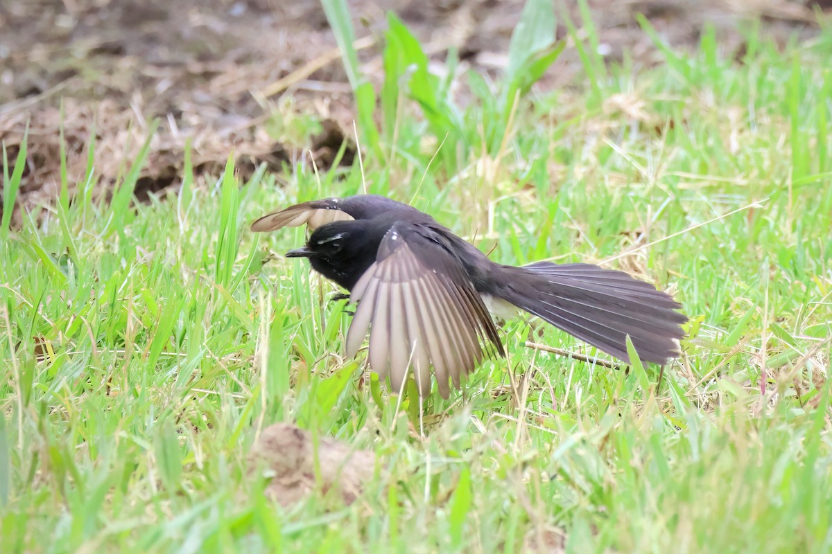 Willie-wagtail - ML611718981