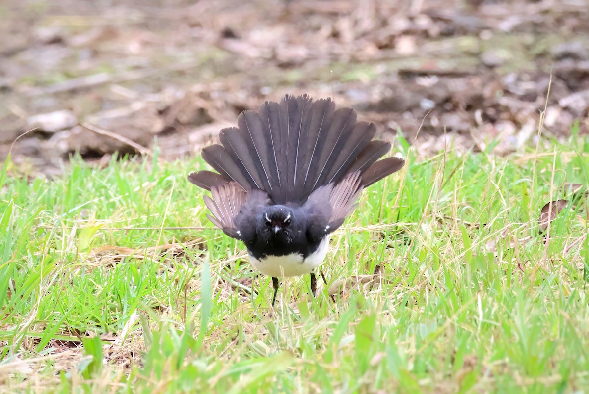 Willie-wagtail - ML611718982