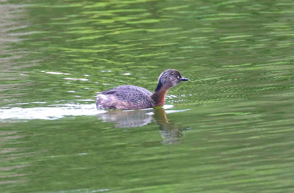 New Zealand Grebe - sean clancy