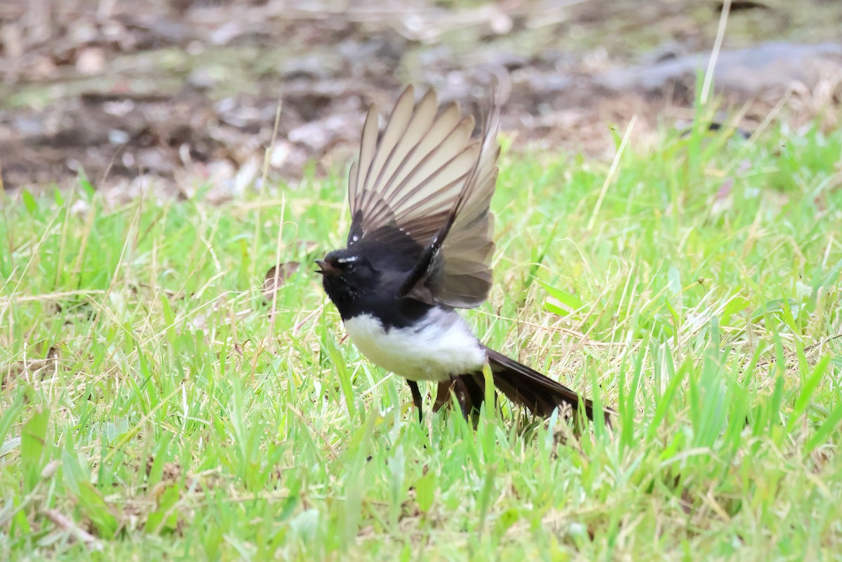 Willie-wagtail - ML611718985