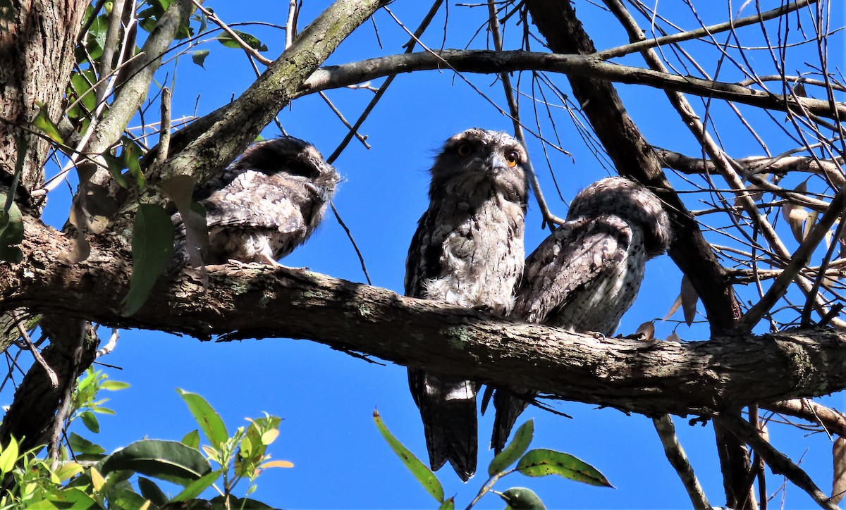 Tawny Frogmouth - ML611718988