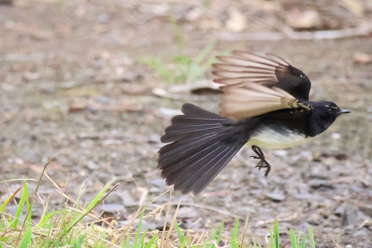 Willie-wagtail - ML611718989