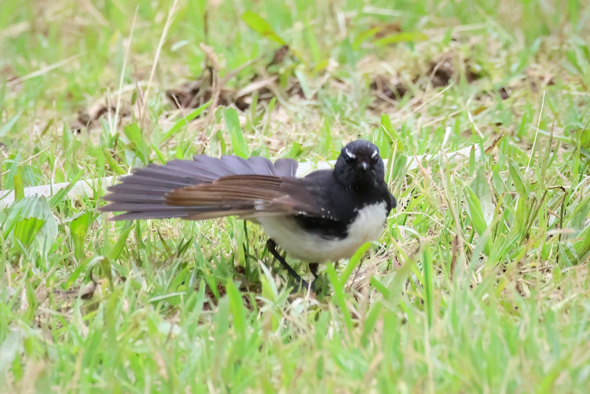 Willie-wagtail - ML611718990