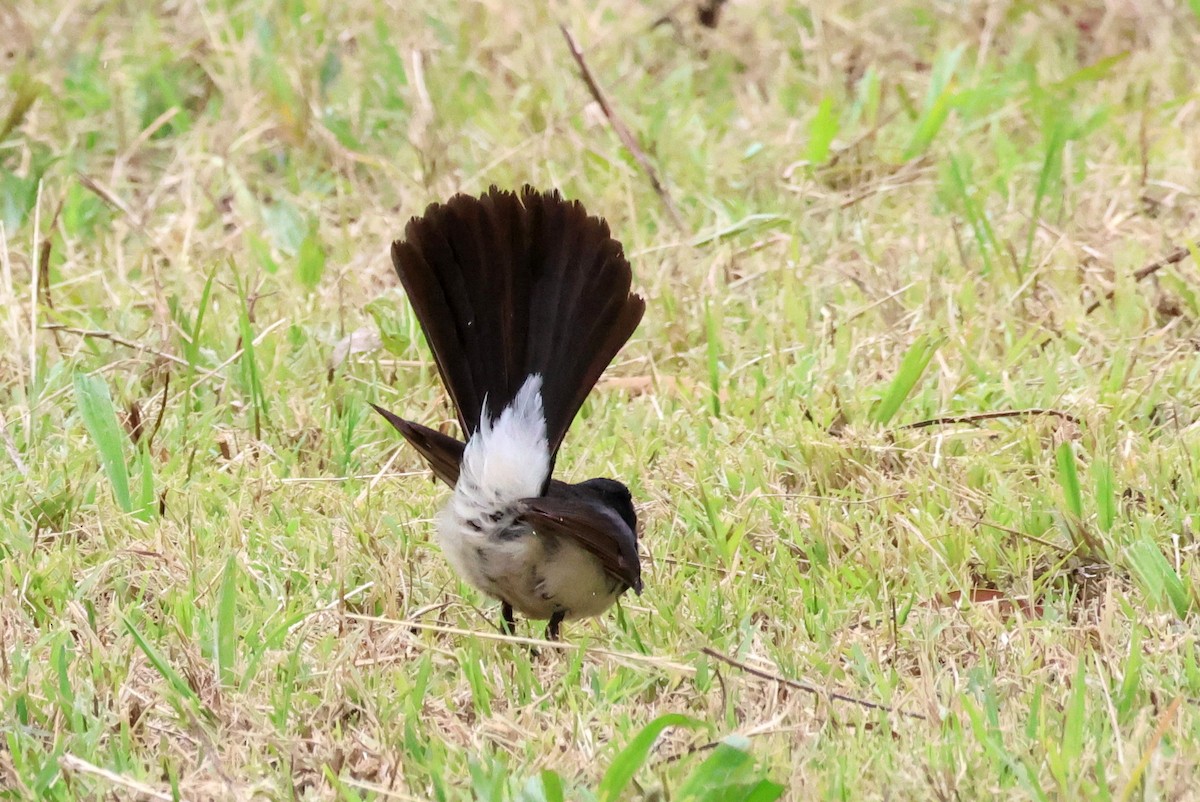 Willie-wagtail - ML611718996