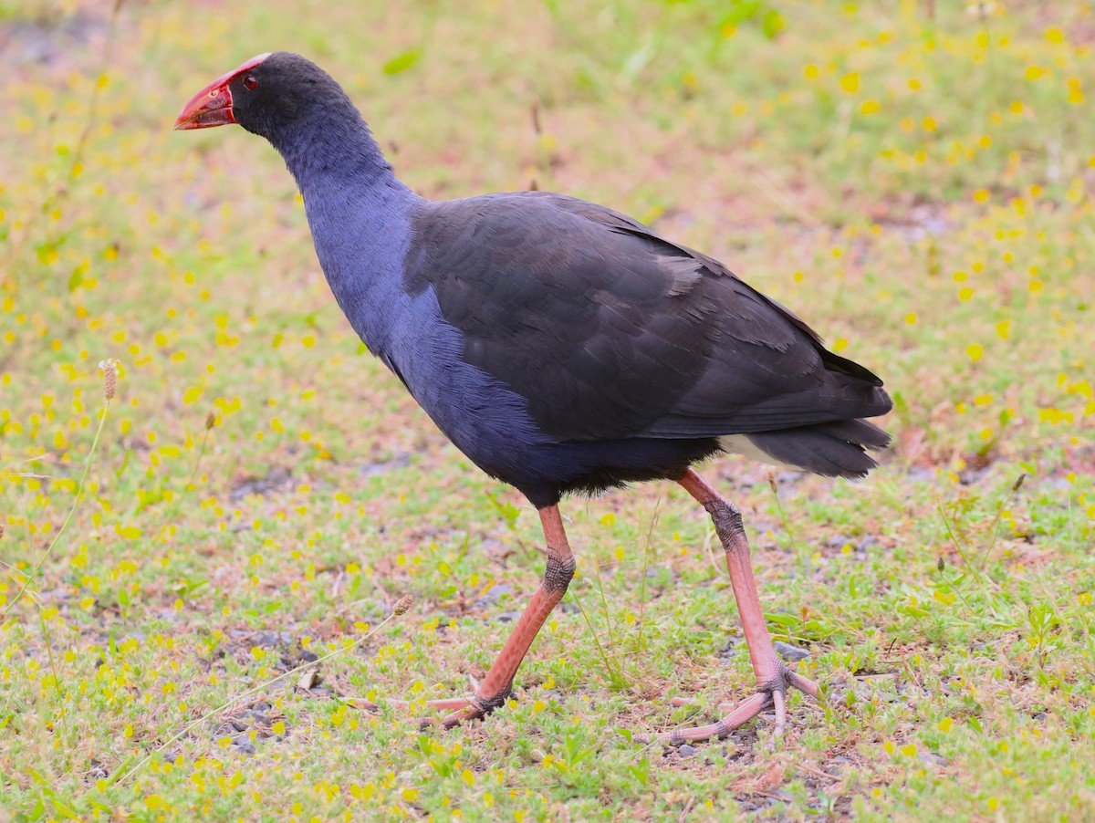 Australasian Swamphen - sean clancy