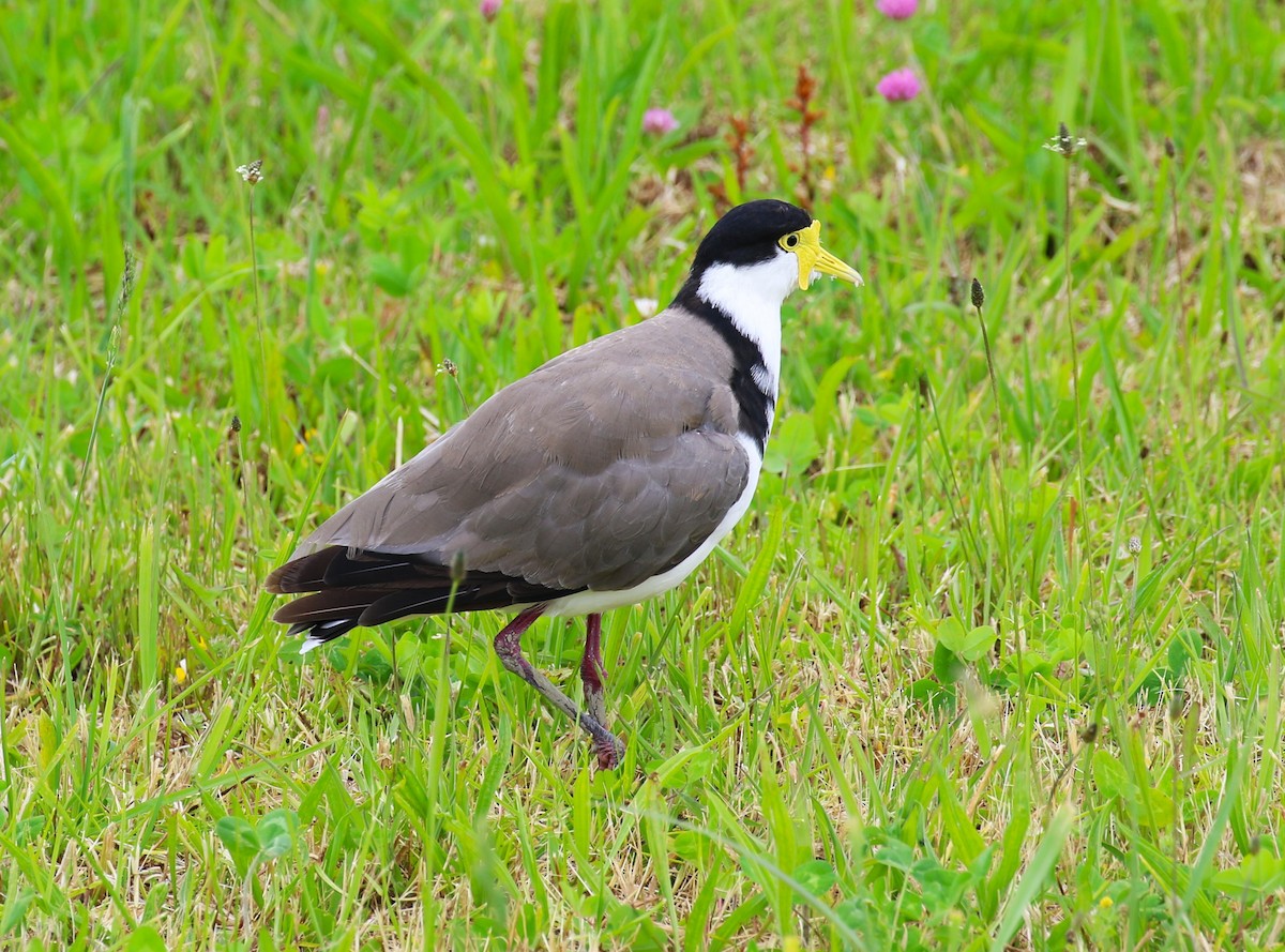 Masked Lapwing - ML611719015