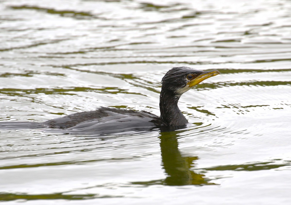 Little Pied Cormorant - ML611719024