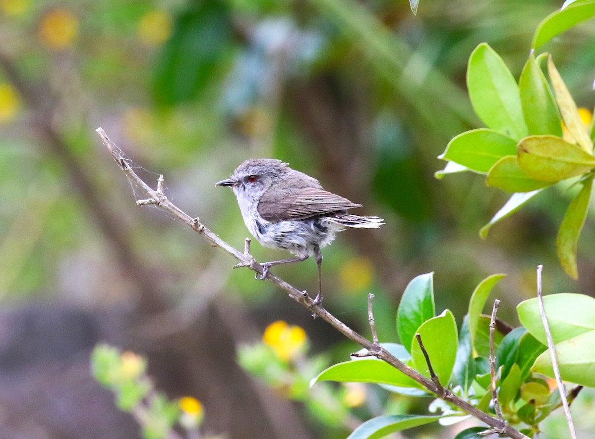 Gray Gerygone - ML611719033