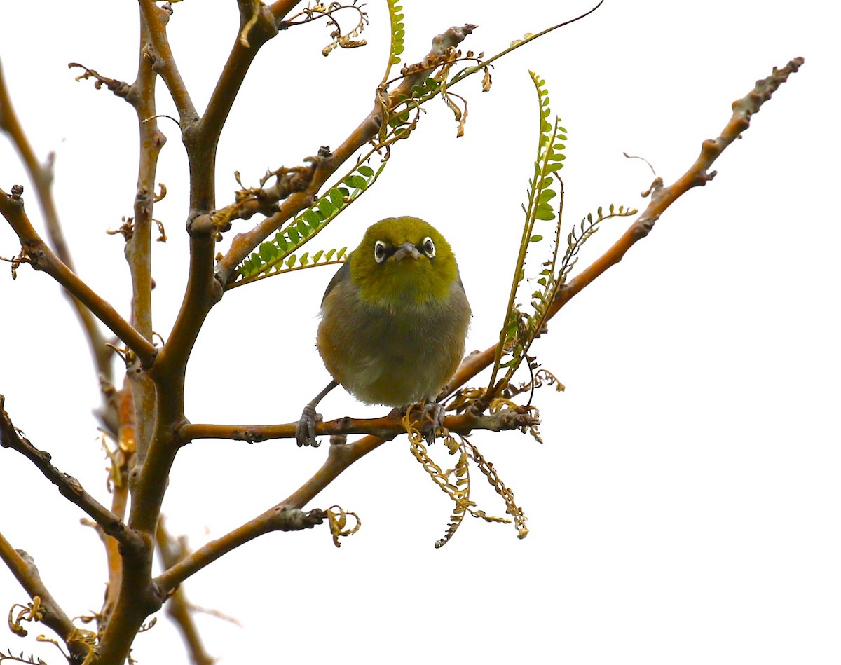 Silvereye - sean clancy