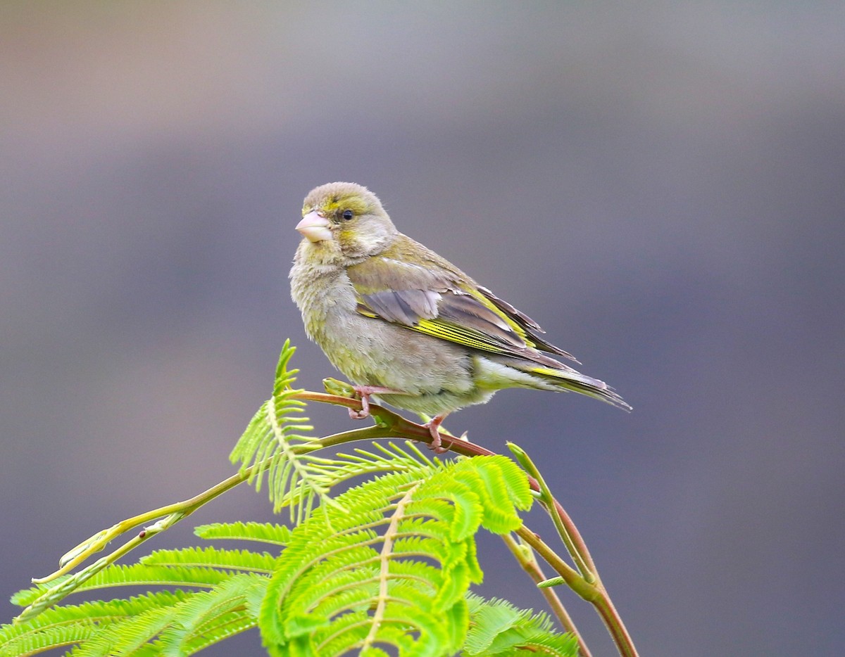 European Greenfinch - ML611719039