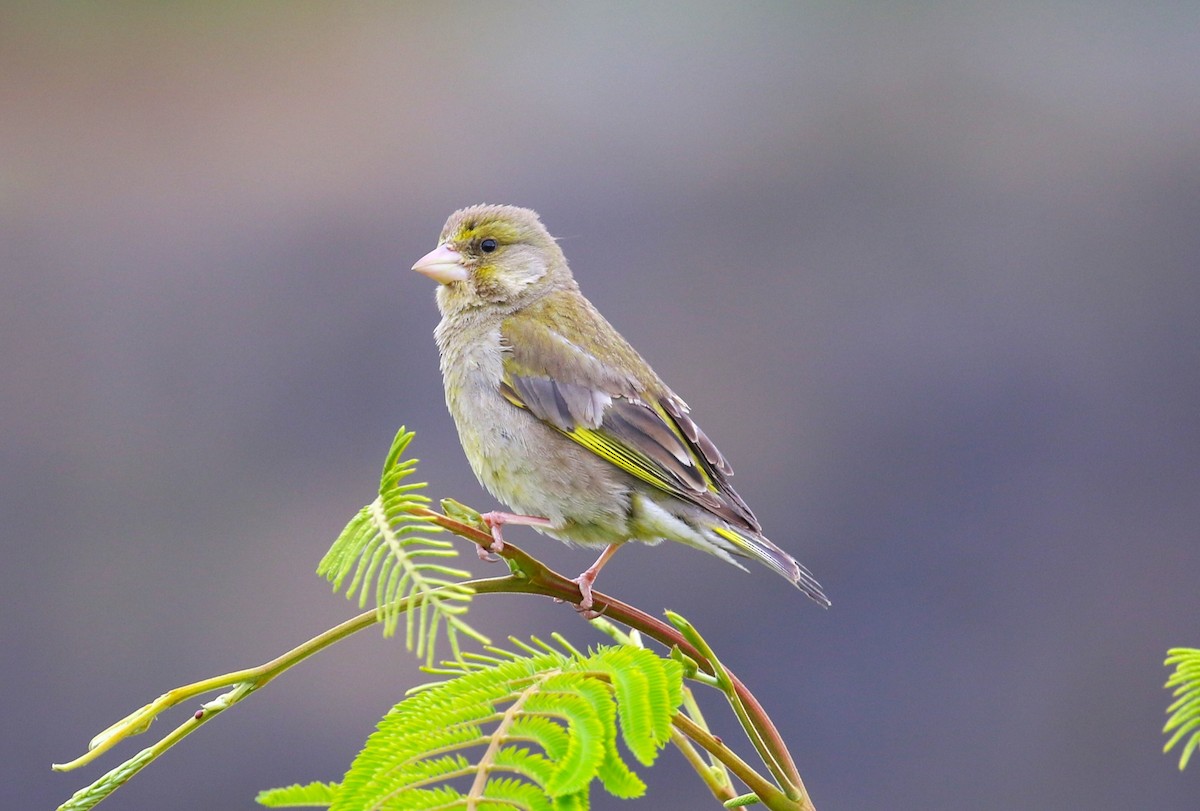 European Greenfinch - ML611719040