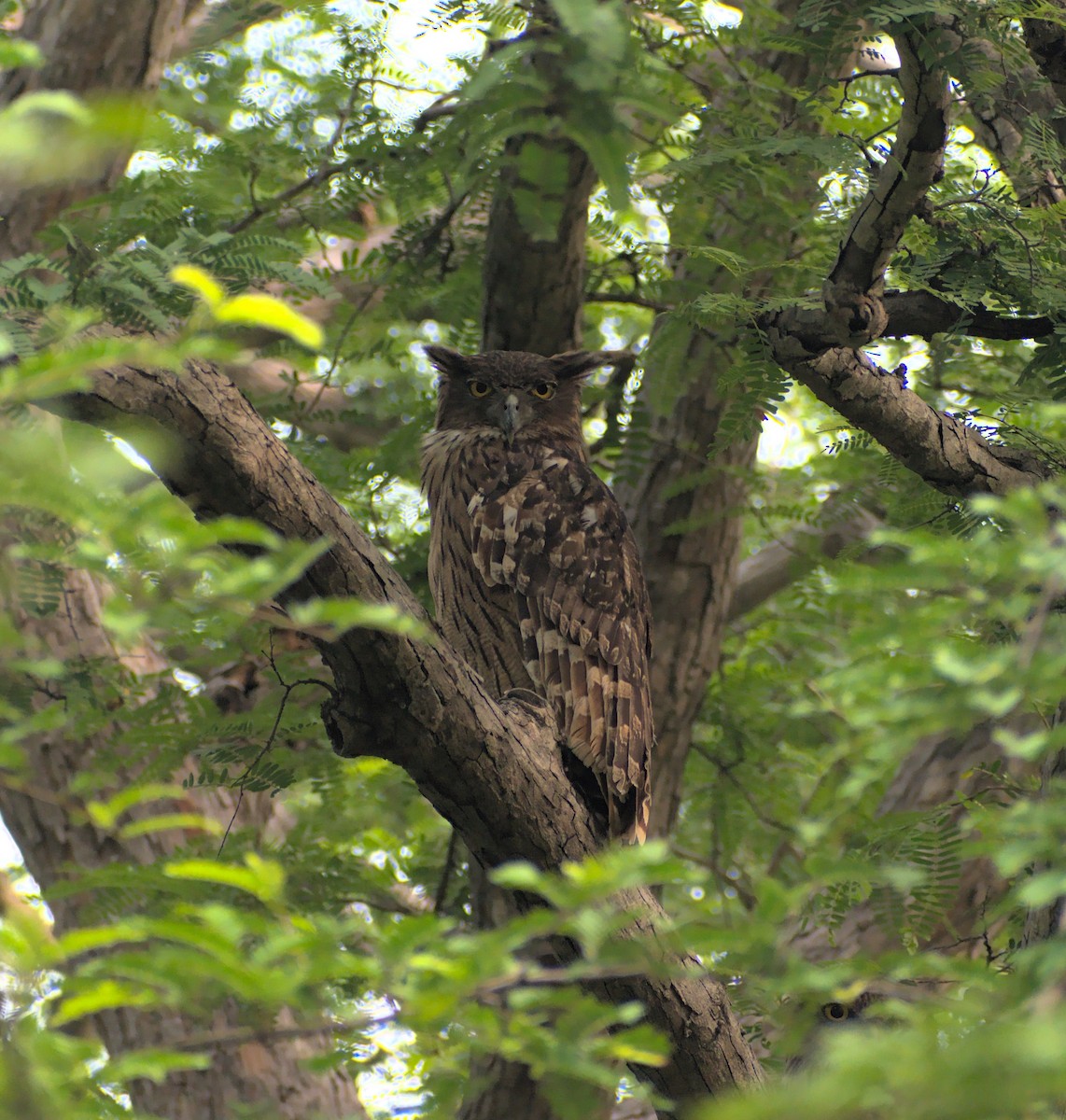 Brown Fish-Owl - ML611719062