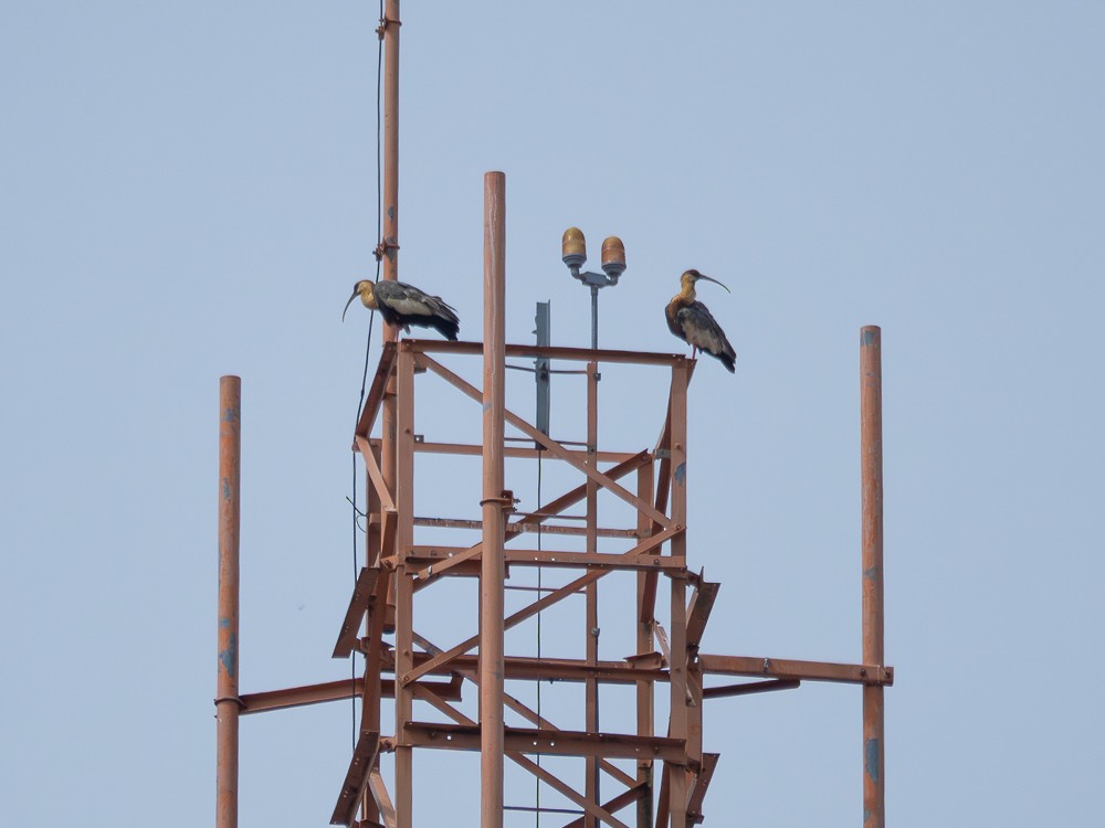 Buff-necked Ibis - ML611719064