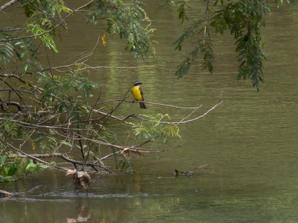 Boat-billed Flycatcher - ML611719071