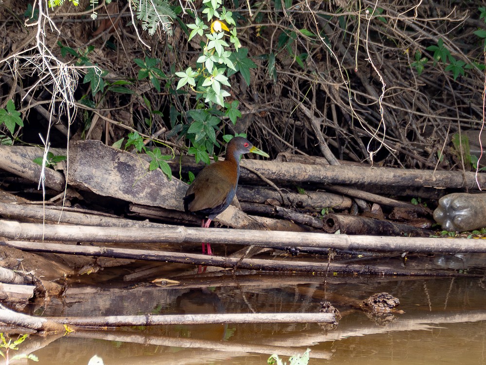 Slaty-breasted Wood-Rail - ML611719073