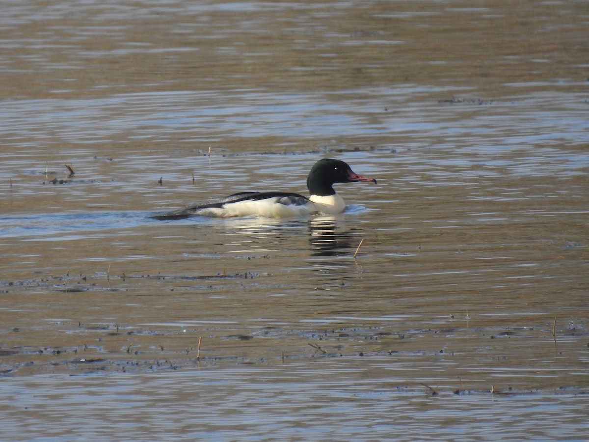 Common Merganser - ML611719075