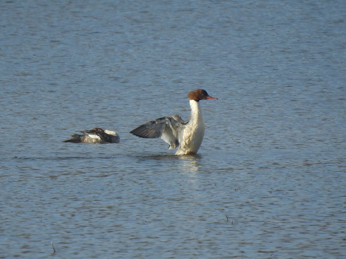 Common Merganser - Matthieu Gauvain