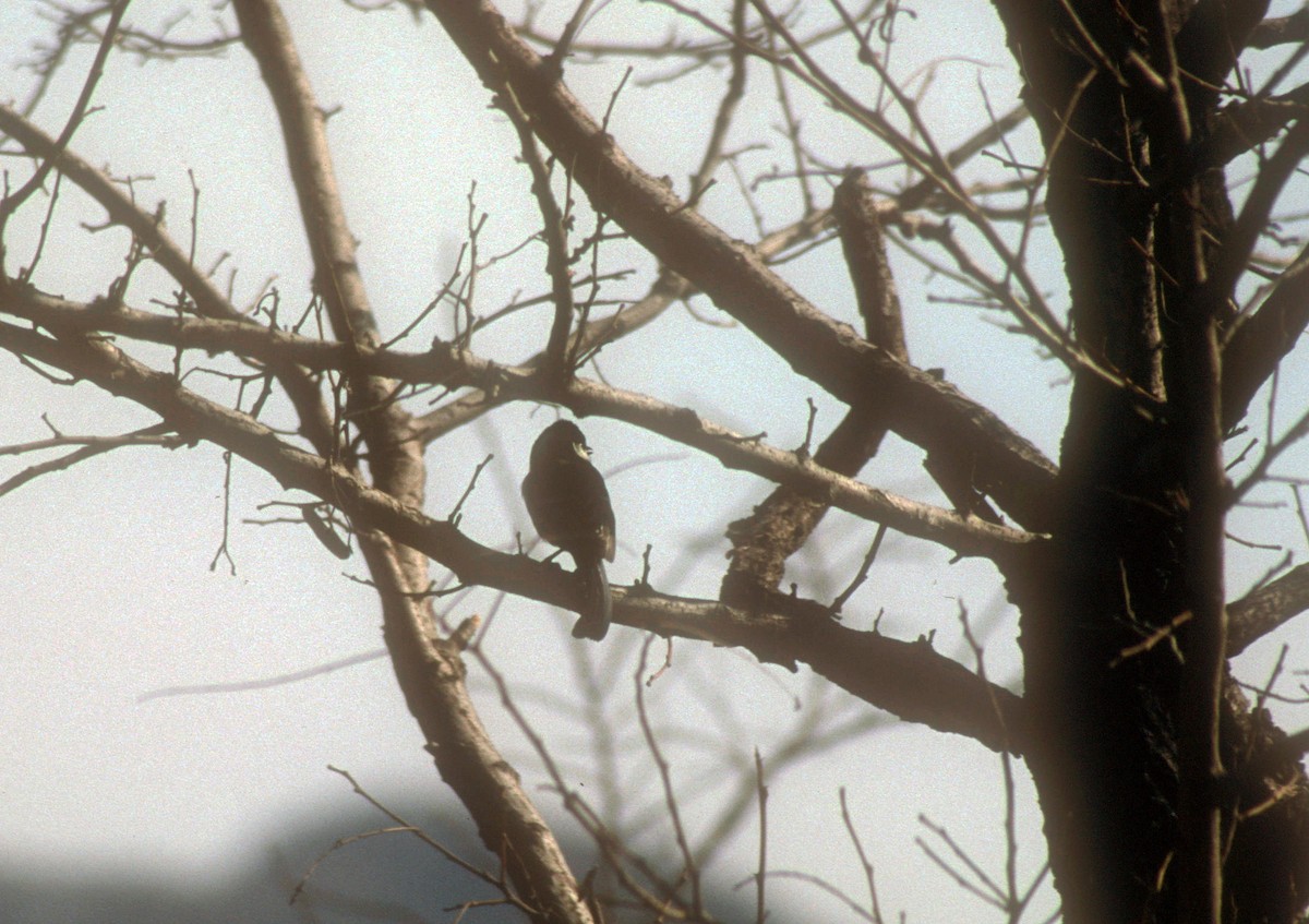 Asian Tit - ML611719103