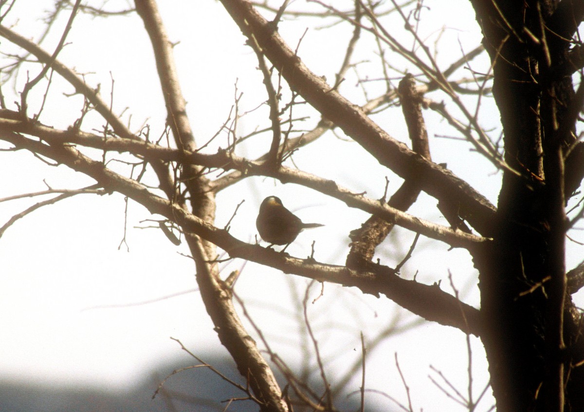 Asian Tit - ML611719104