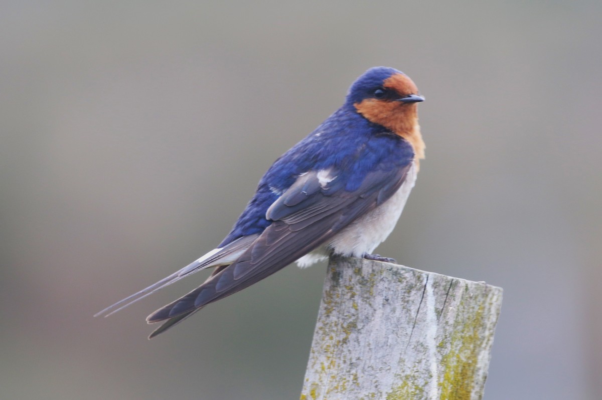 Golondrina Australiana - ML611719150