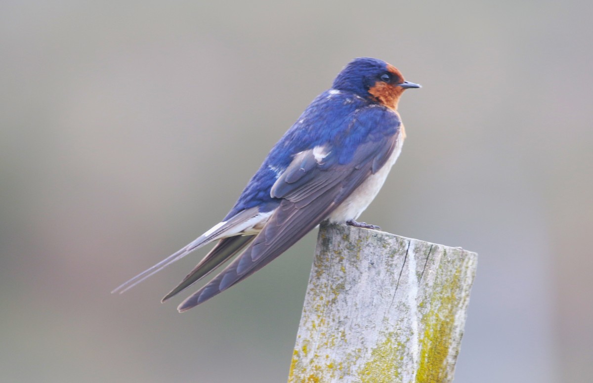 Golondrina Australiana - ML611719152