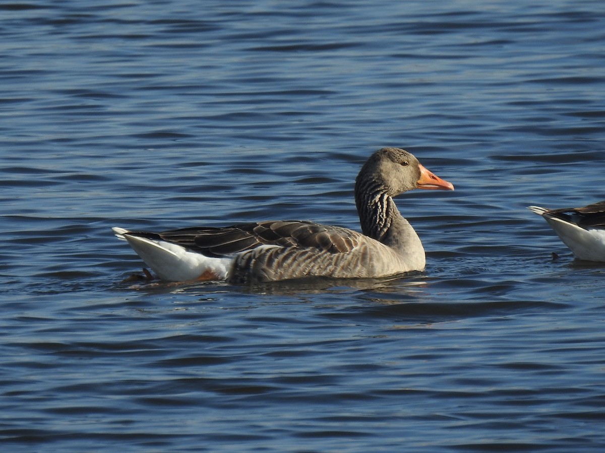 Graylag Goose - ML611719230