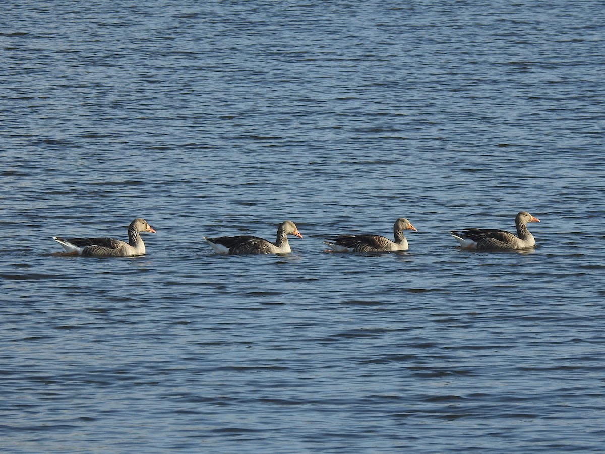 Graylag Goose - ML611719233