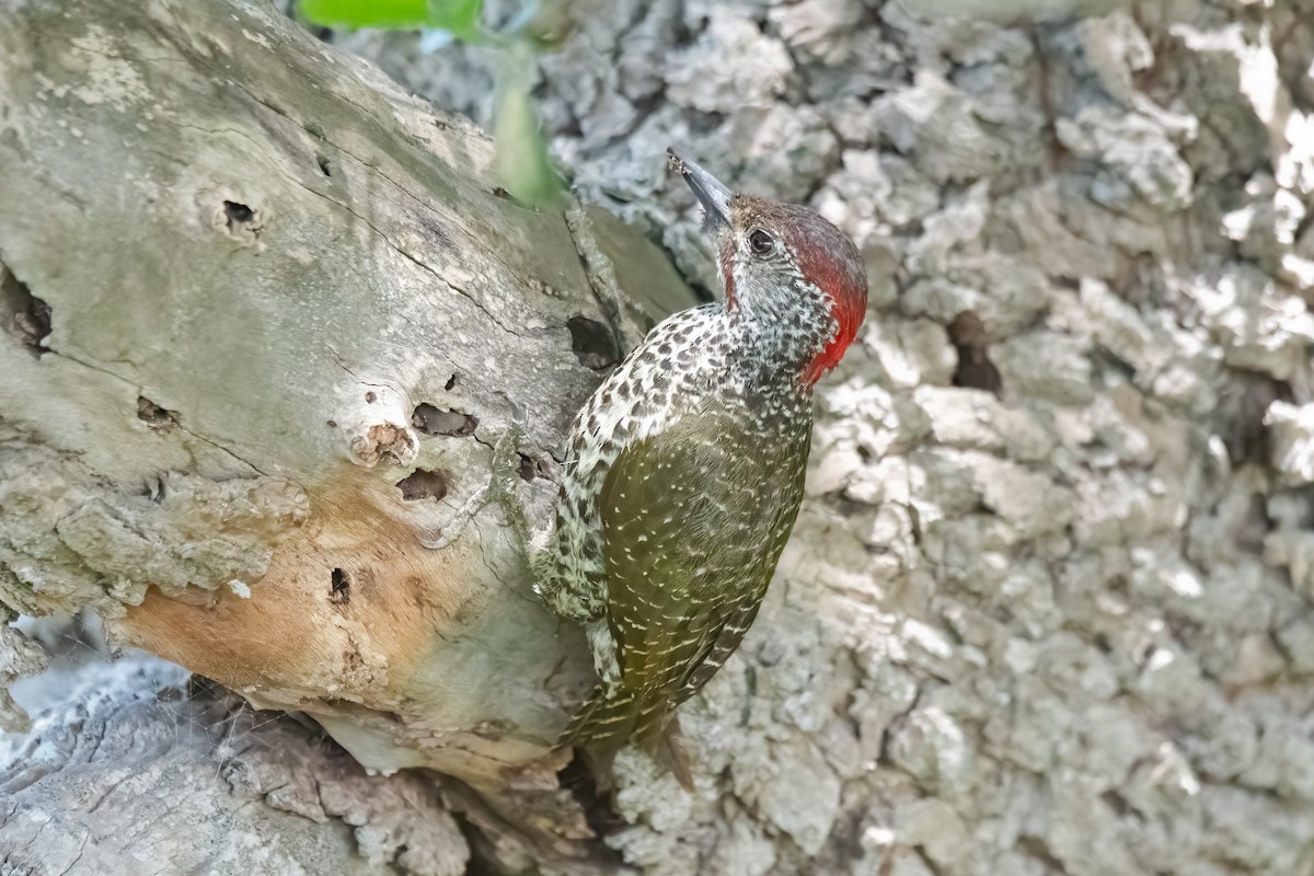 Knysna Woodpecker - ML611719259