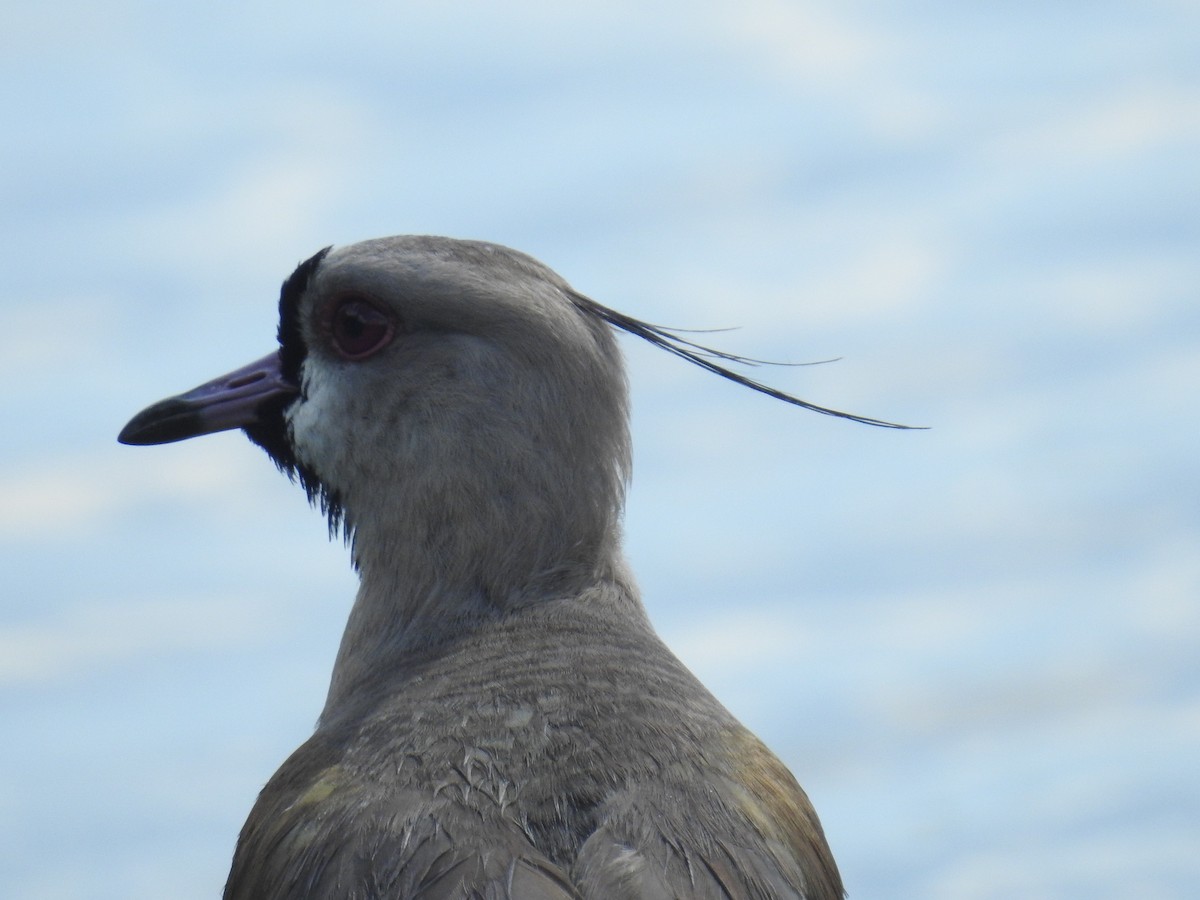 Southern Lapwing - ML611719299