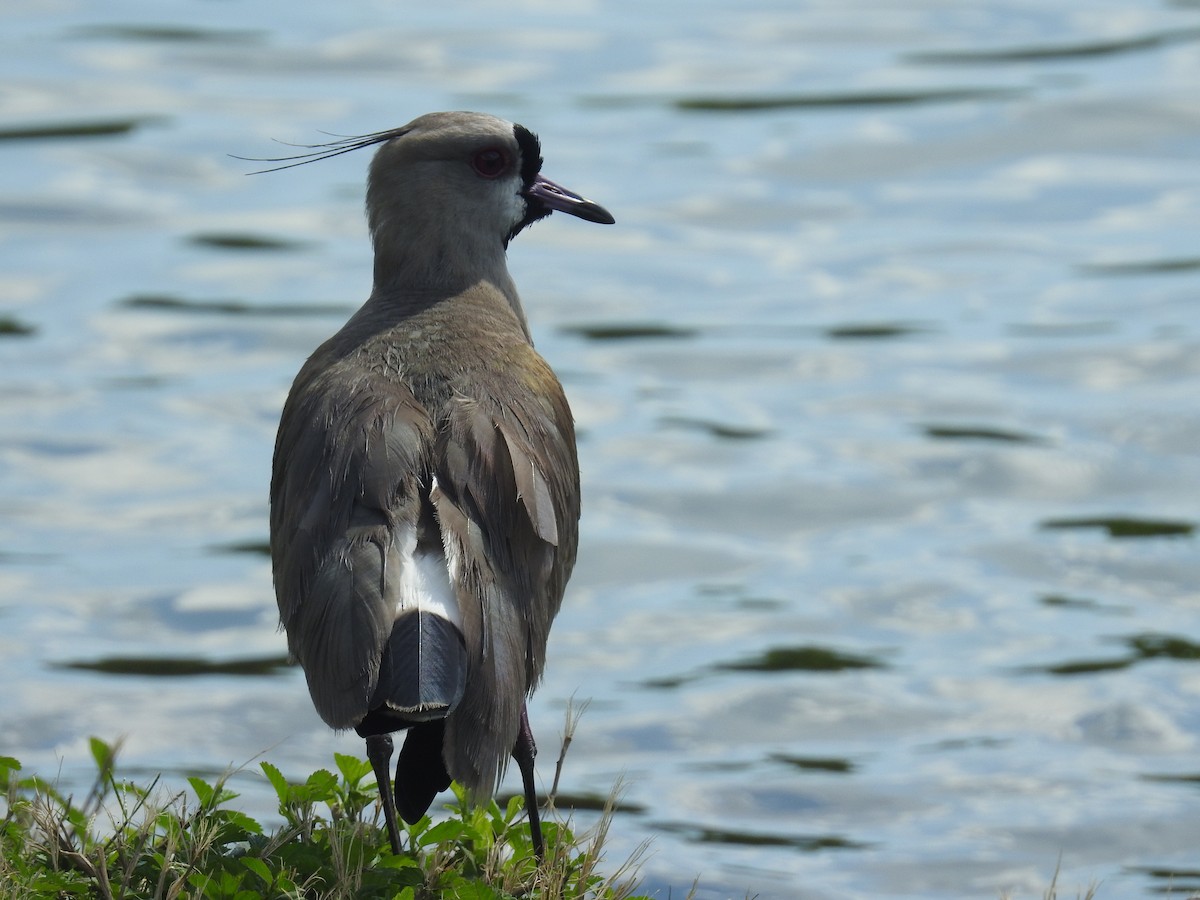 Southern Lapwing - ML611719300