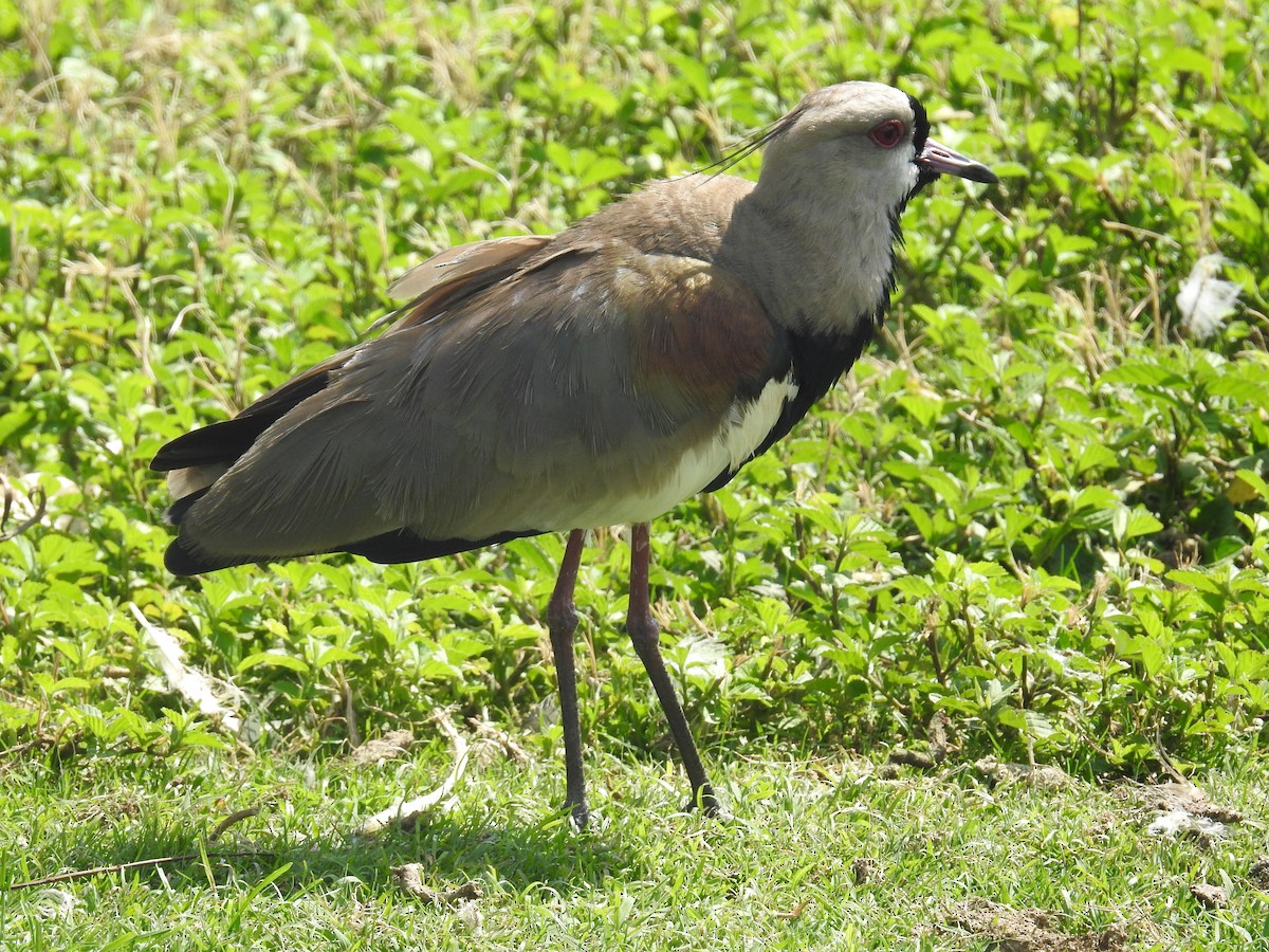 Southern Lapwing - ML611719302