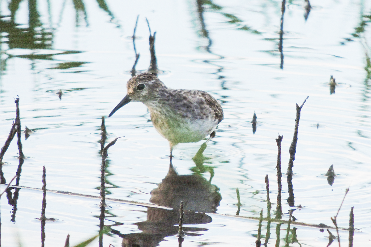 Calidris sp. - ML611719364