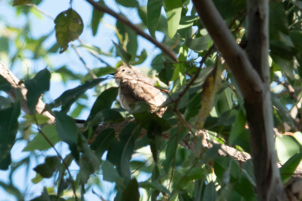 Black-eared Cuckoo - Jan Lile