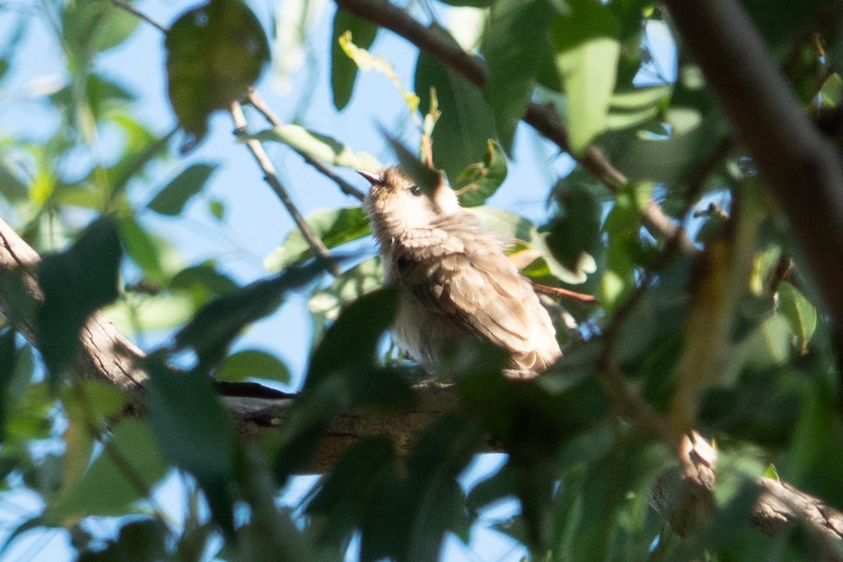 Black-eared Cuckoo - Jan Lile