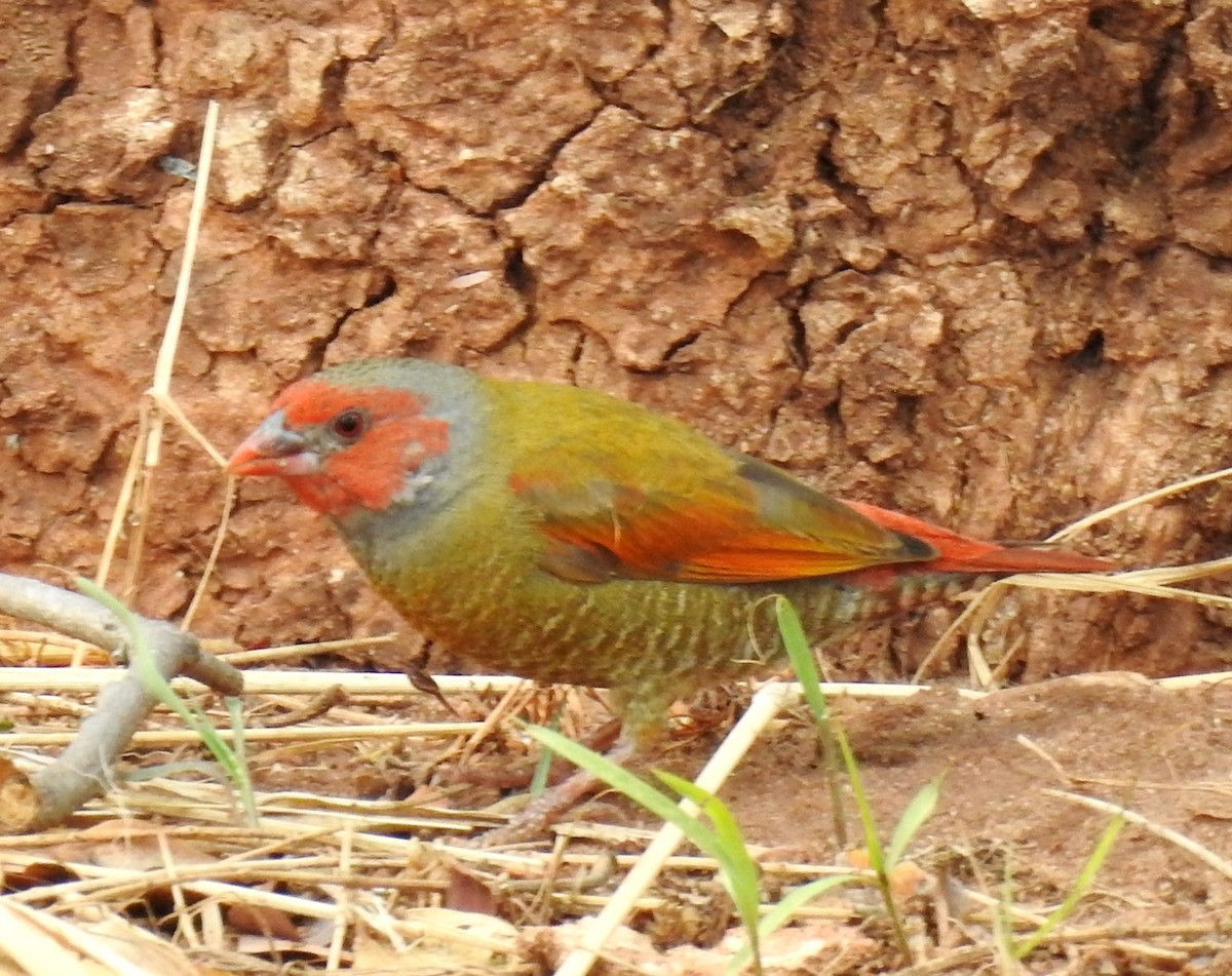 Orange-winged Pytilia - Clare Mateke