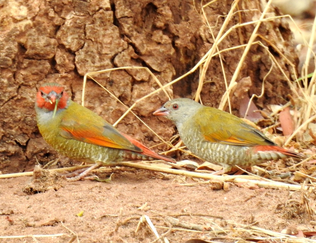 Orange-winged Pytilia - Clare Mateke