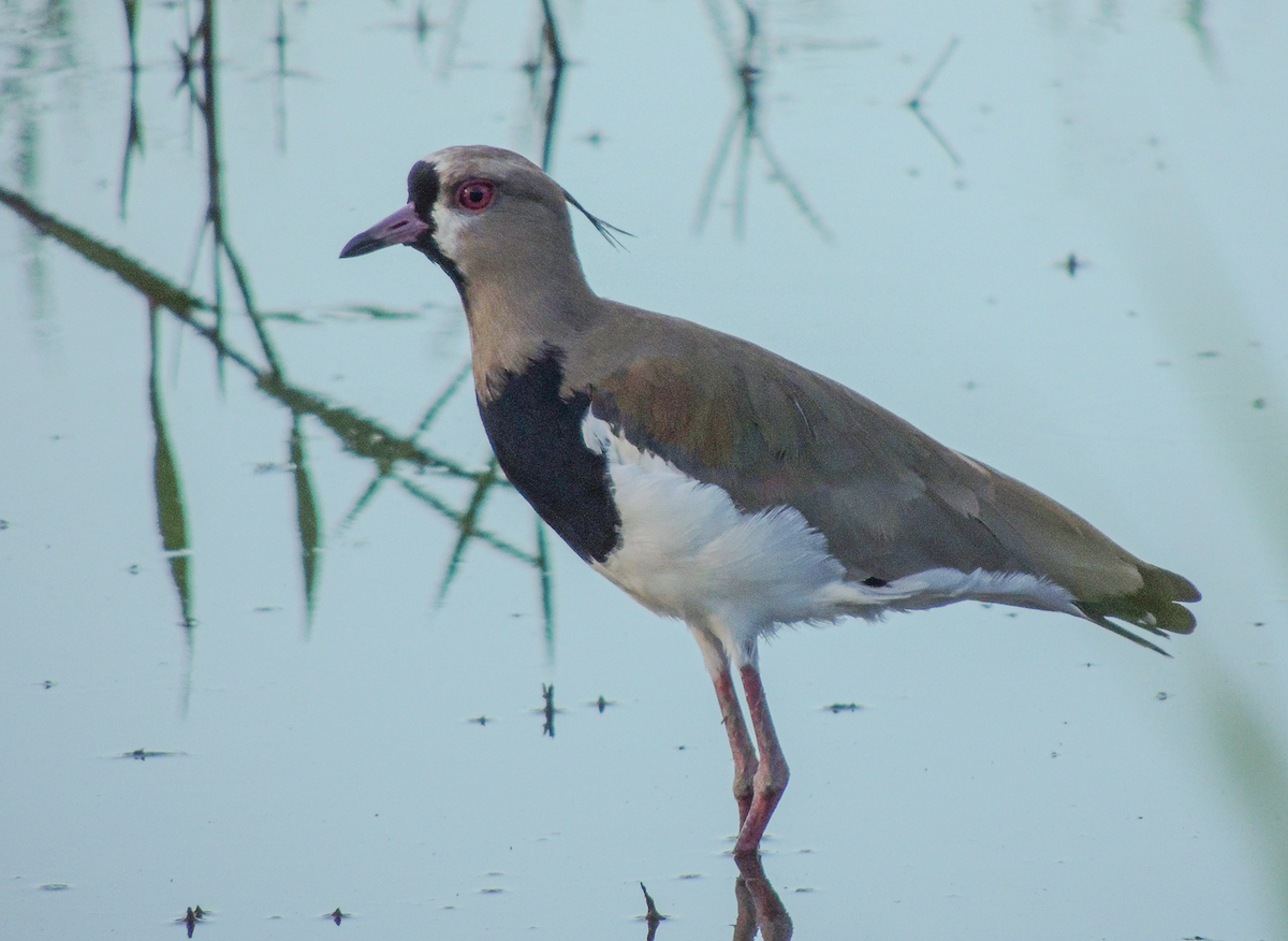 Southern Lapwing - Carolina Dávila