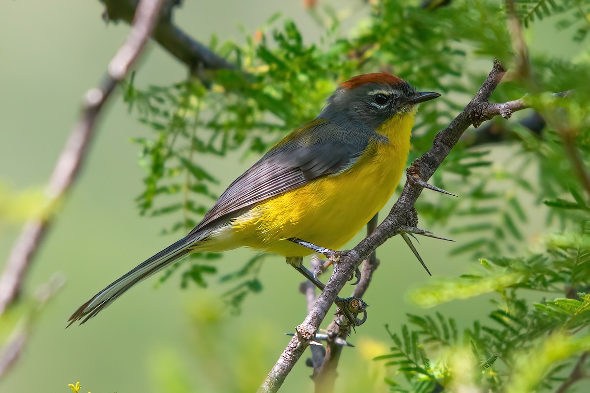 Brown-capped Redstart - Jaap Velden