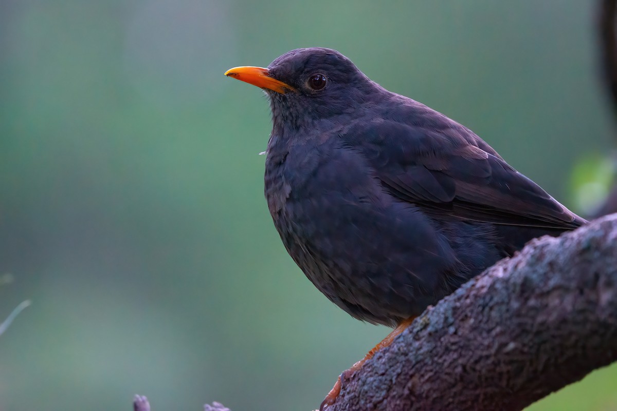 Chiguanco Thrush - Jaap Velden