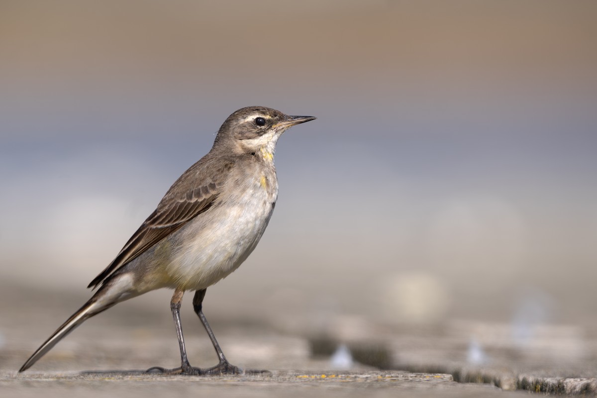 Eastern Yellow Wagtail - ML611719671