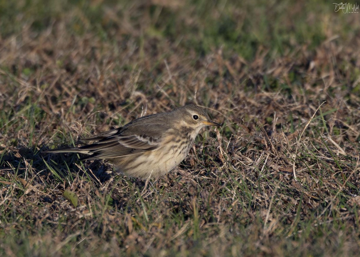 American Pipit - Darlene J McNeil