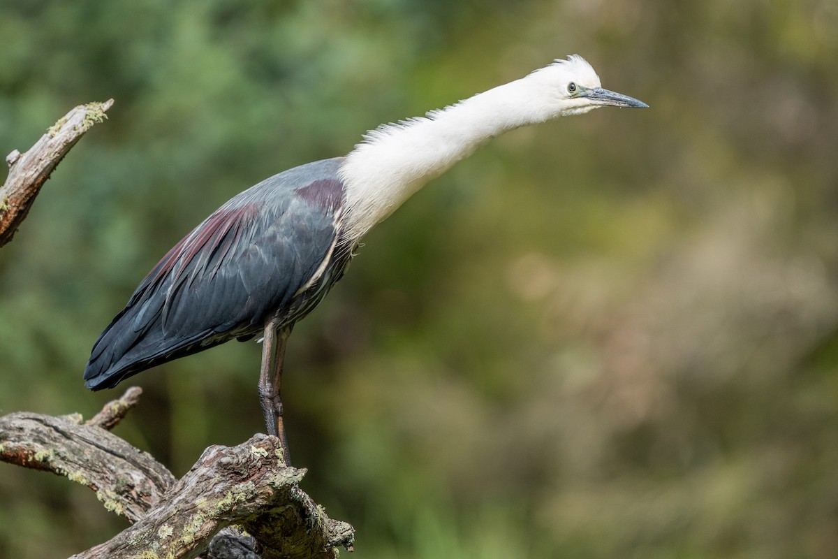 Pacific Heron - Duncan Henderson