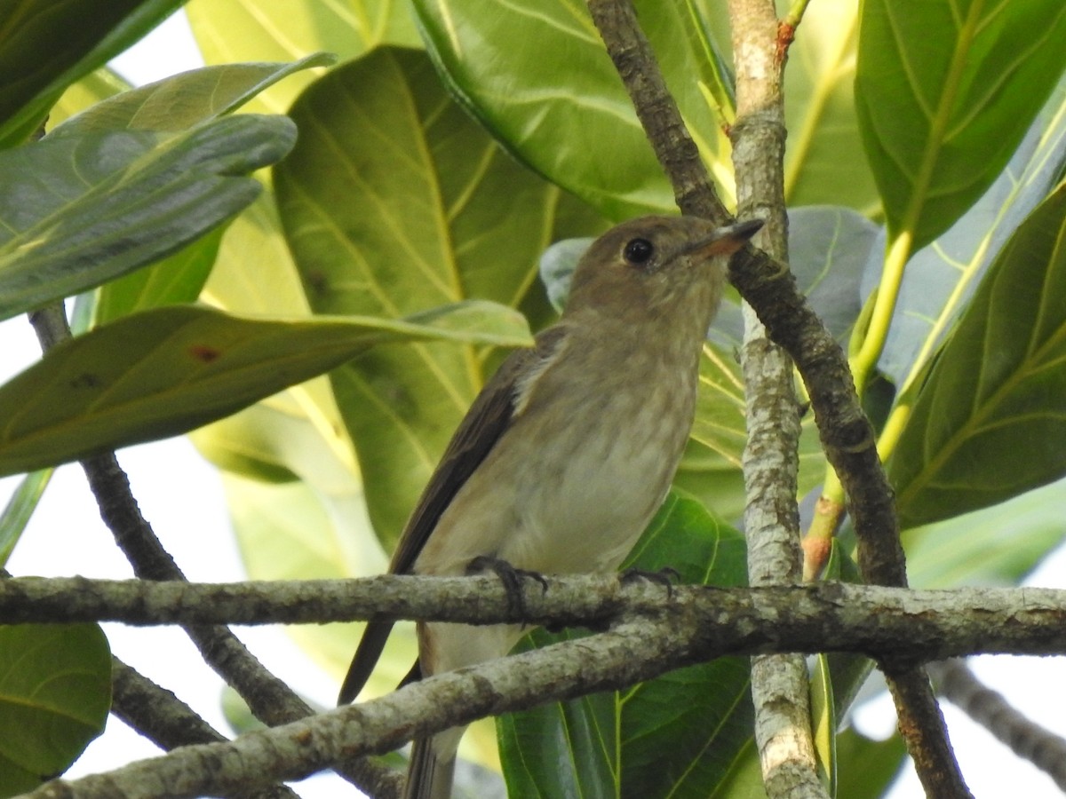 Asian Brown Flycatcher - ML611719767