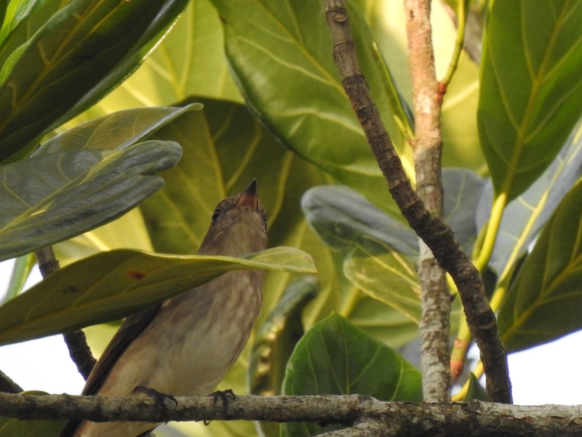 Asian Brown Flycatcher - Nigin Babu