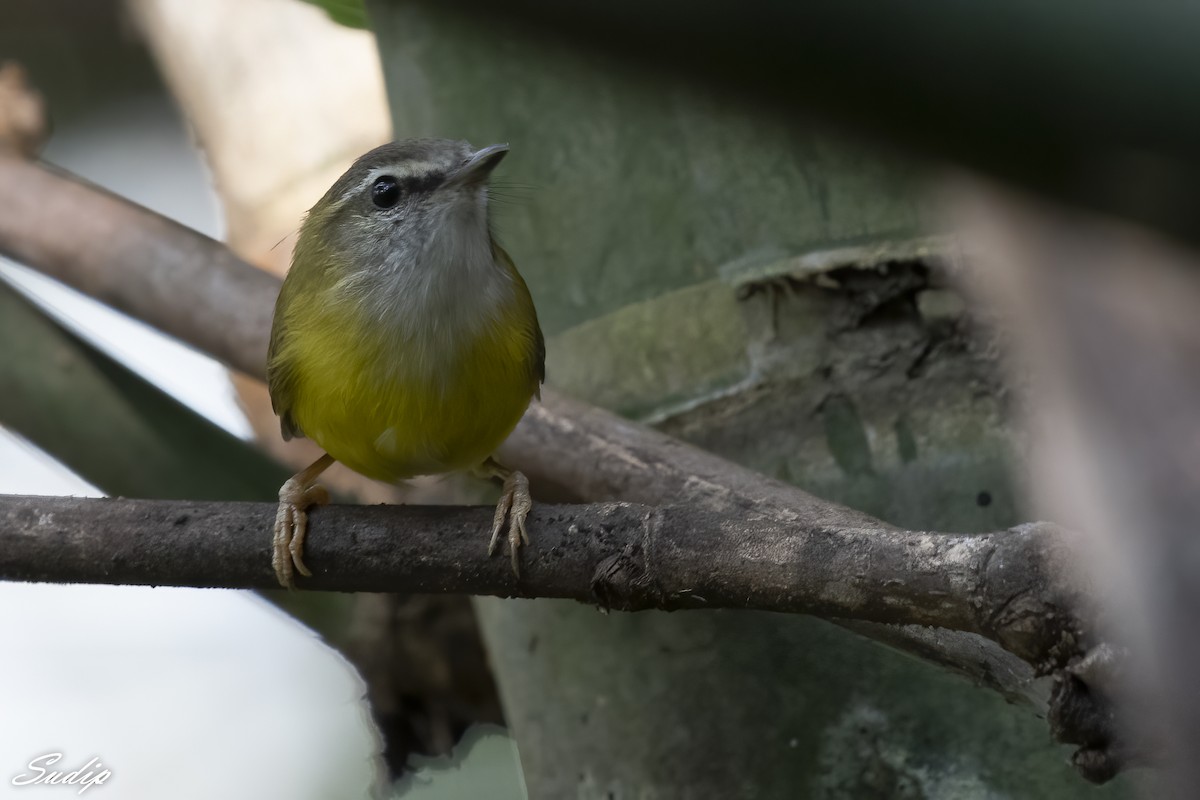 Yellow-bellied Warbler - ML611719808