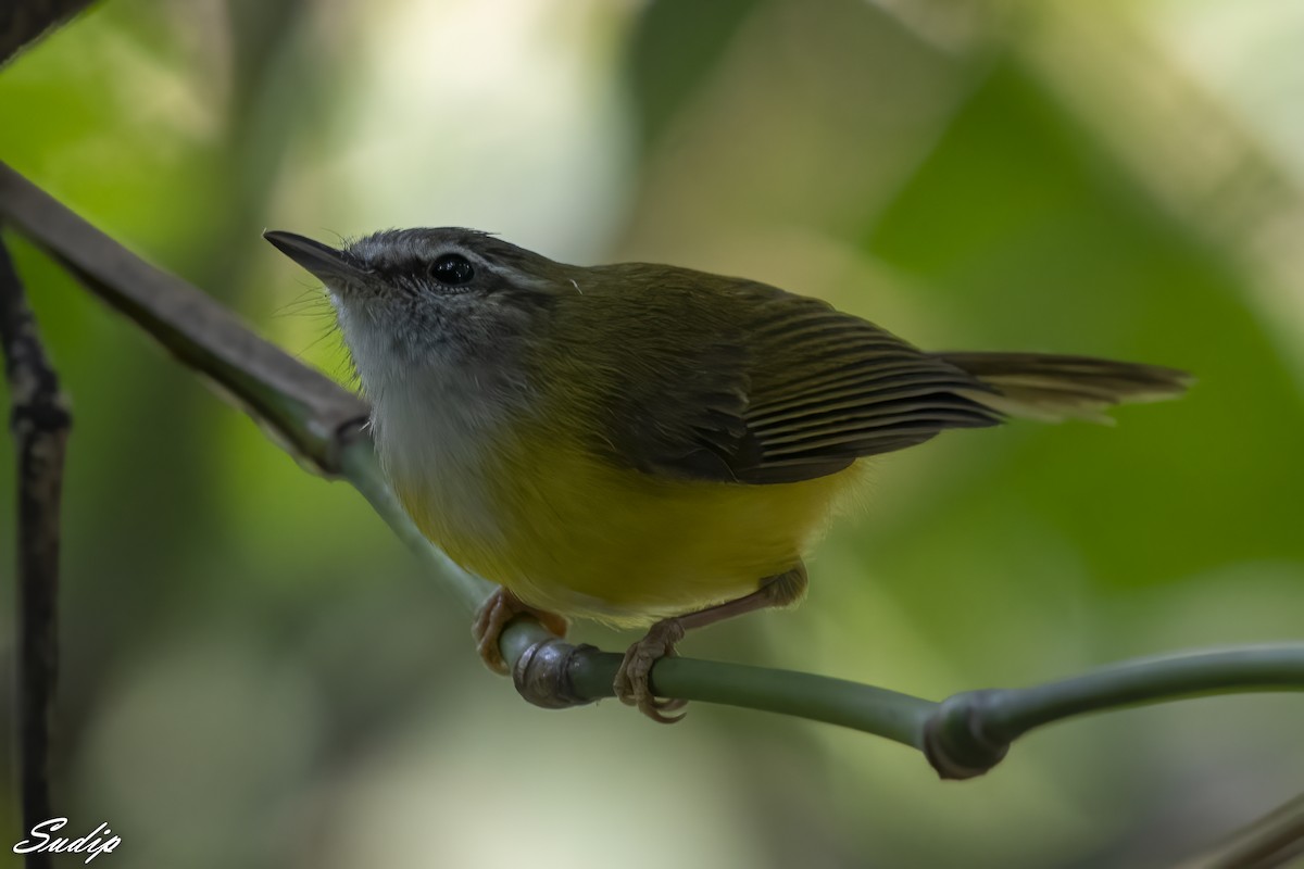 Yellow-bellied Warbler - ML611719812