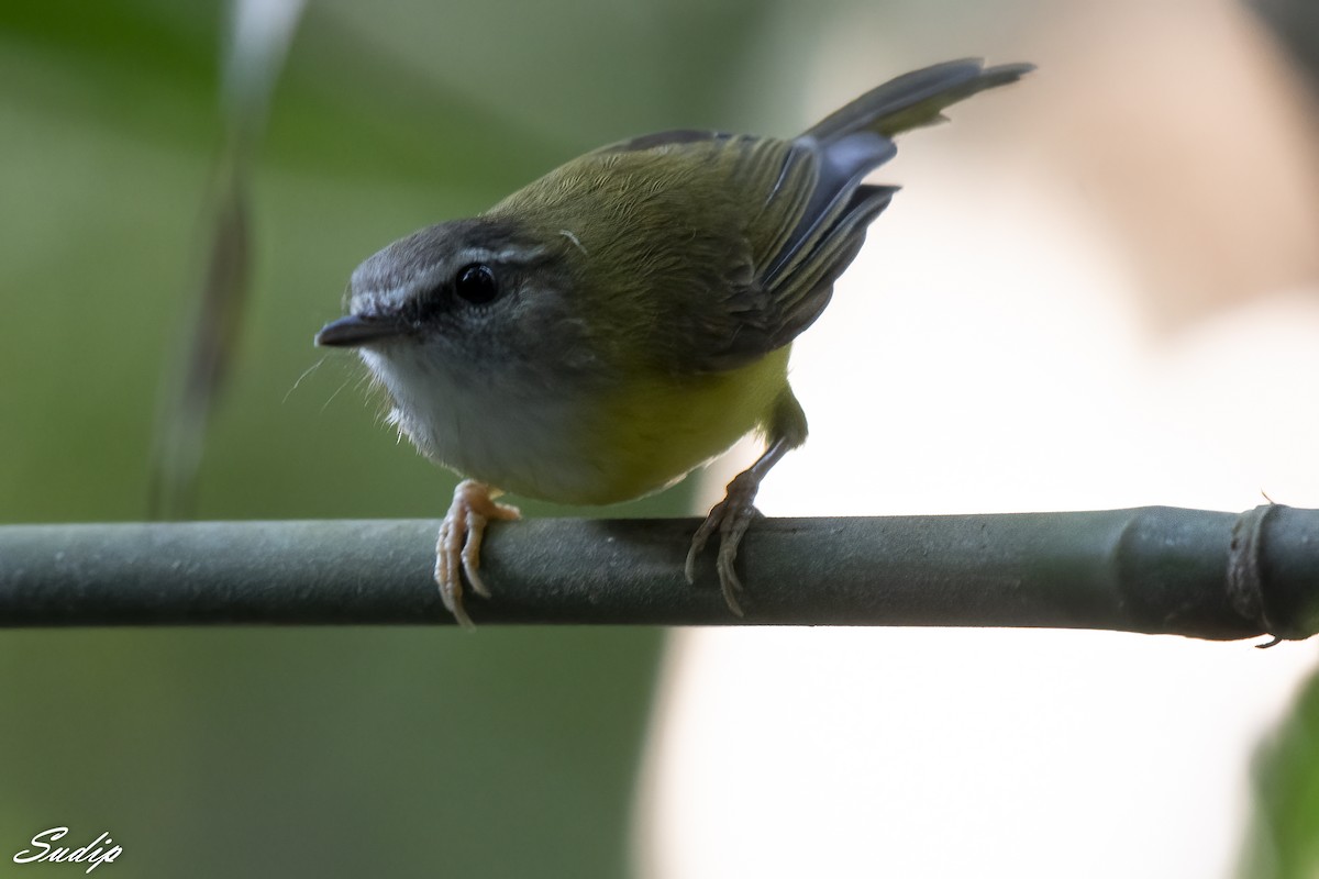 Yellow-bellied Warbler - ML611719813